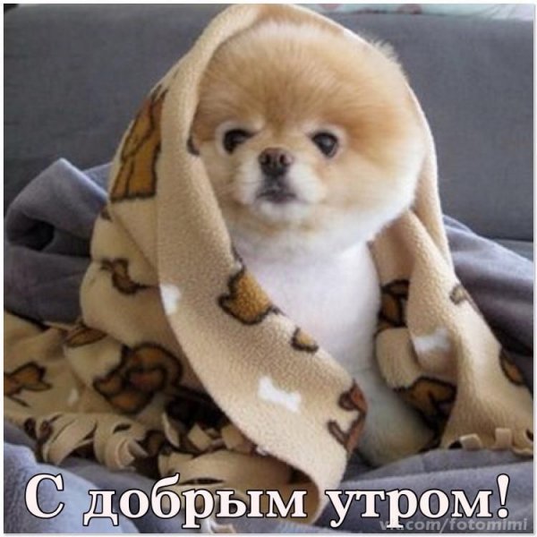 Доброе утро собачки