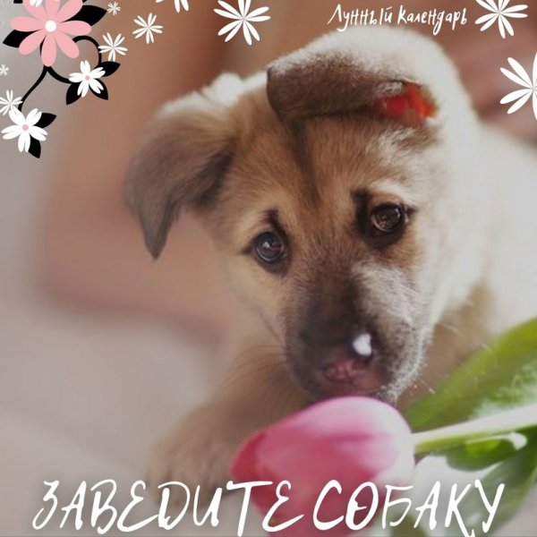 Собака с цветком мило