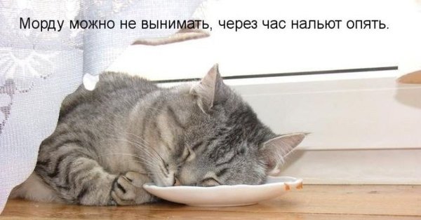 Кот пришел домой