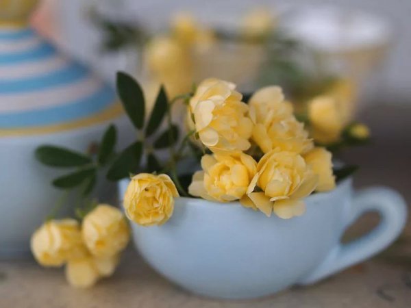 Утро в желтых тонах