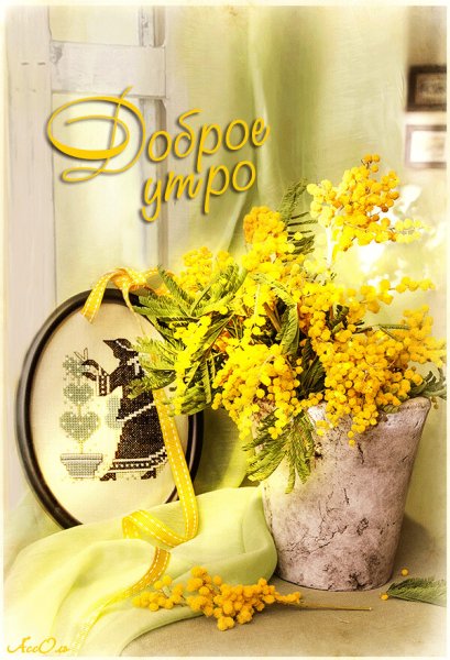 Доброе утро Мимоза