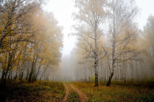 Березовая роща в тумане