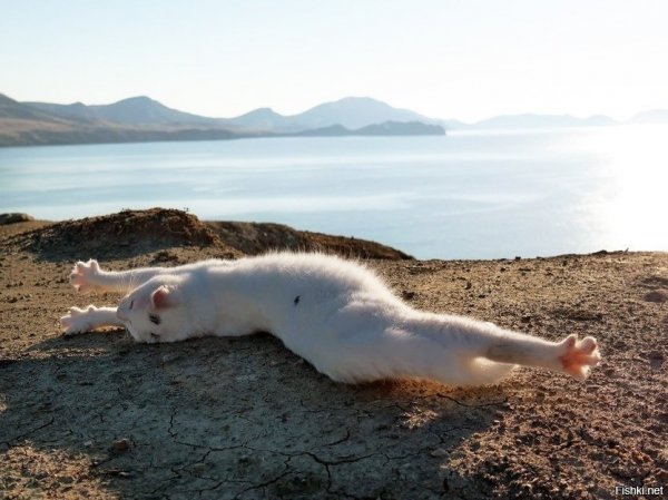 Кот лежит на берегу моря