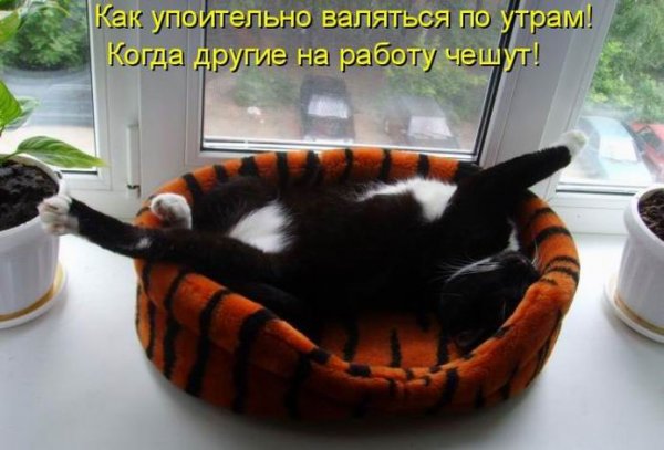 Когда другие чешут на работу