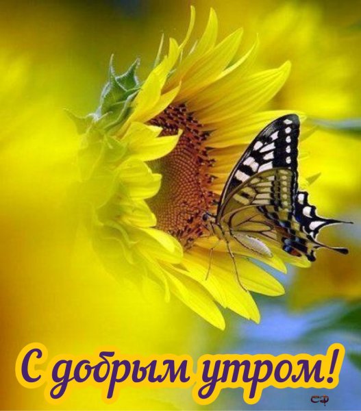 Доброе утро Подсолнухи