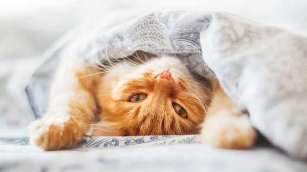 Рыжий кот под одеялом