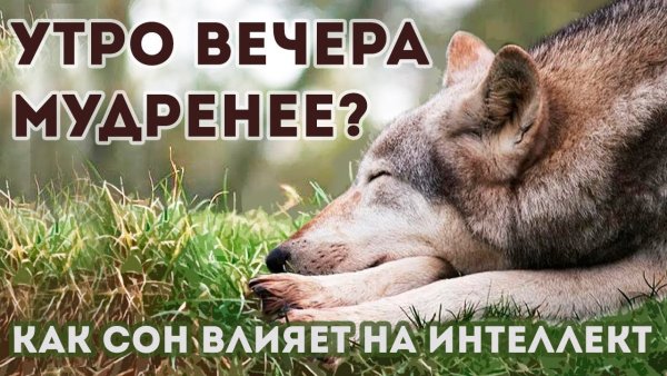 Открытки утро вечера мудренее