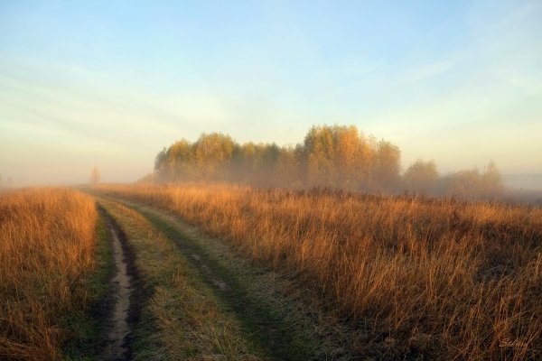 Утреннее поле