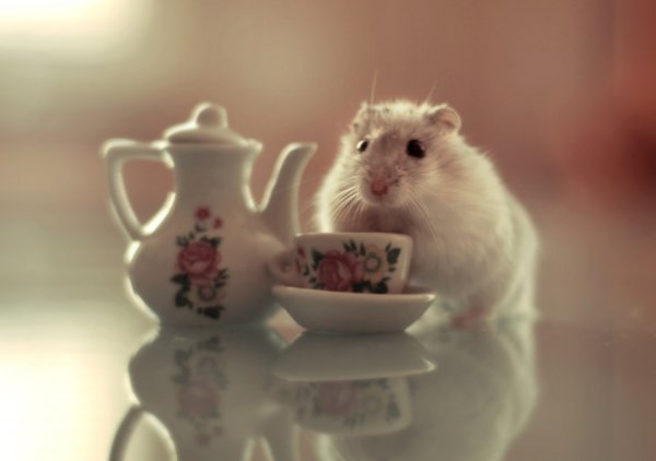Мышка с чаем