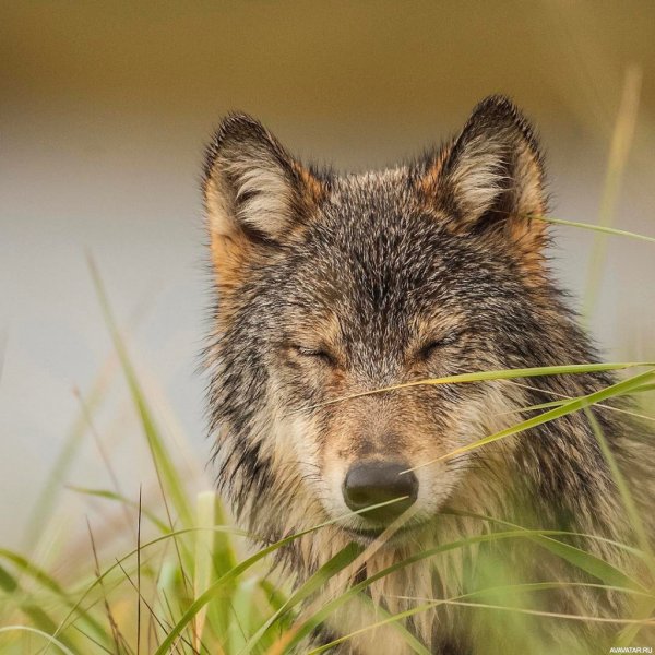 Картинка волк утром (42 фото)