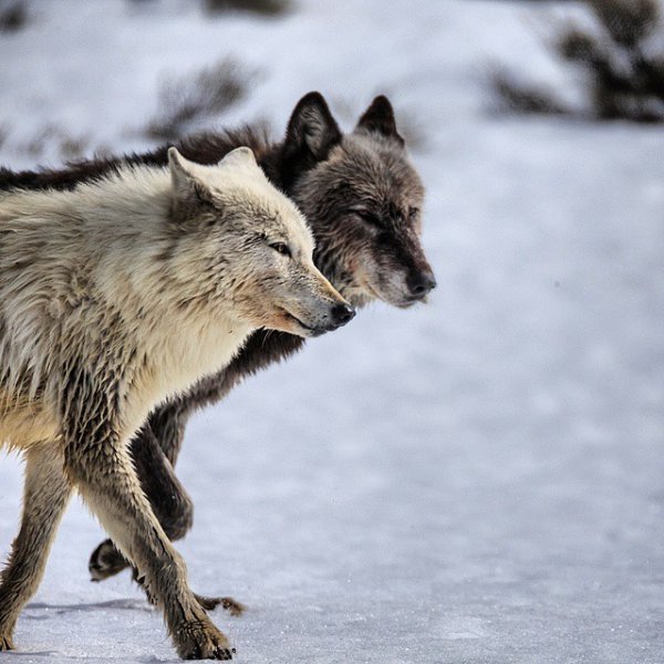 Yellowstone Wolf Pack 2019