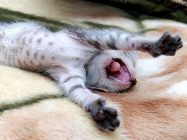 Кот зевает и потягивается