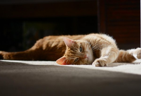 Кошка тянется