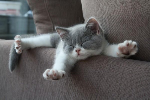 Котик потягушки