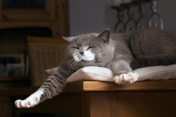 Кот проснулся