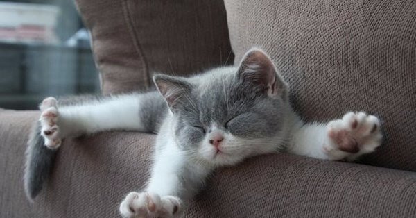 Котик проснулся