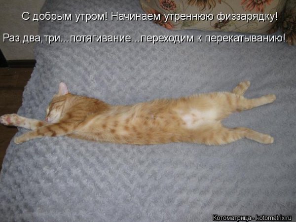 Доброе утро Котоматрица