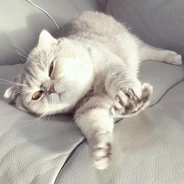 Котик потягивается