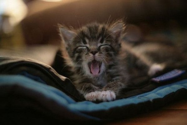 Сонный котенок