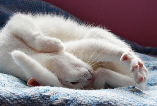 Котик потягушки