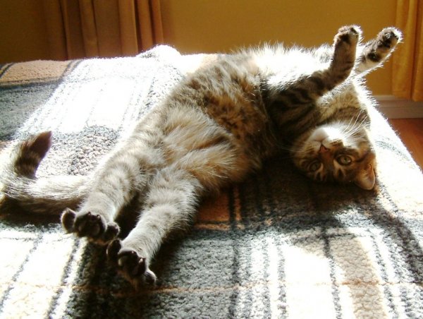 Котёнок потянулся