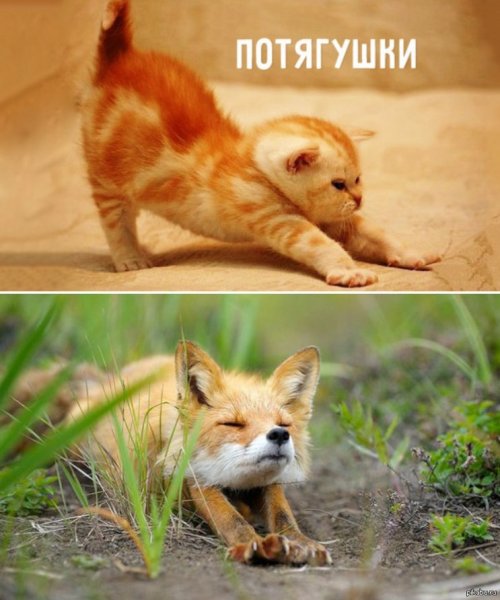 Доброе утро Лисенок