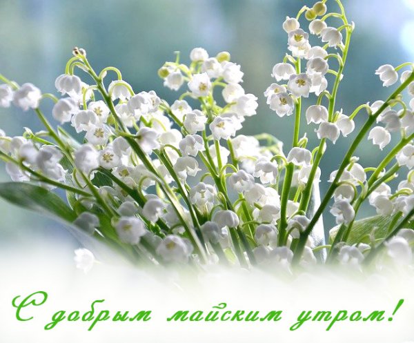 Пожелания с добрым майским утром