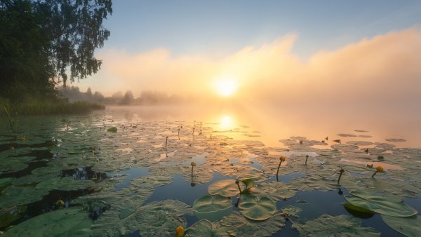 Лето река кувшинки