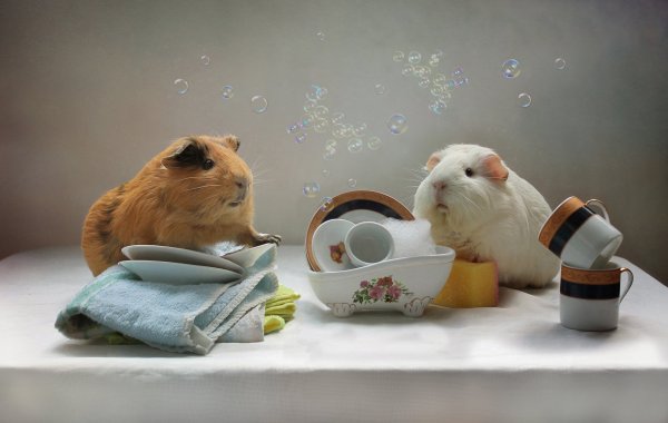 Фотограф Елена Еремина Симба