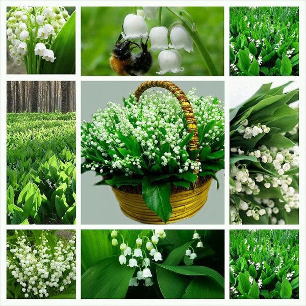 Весенние цветы коллаж