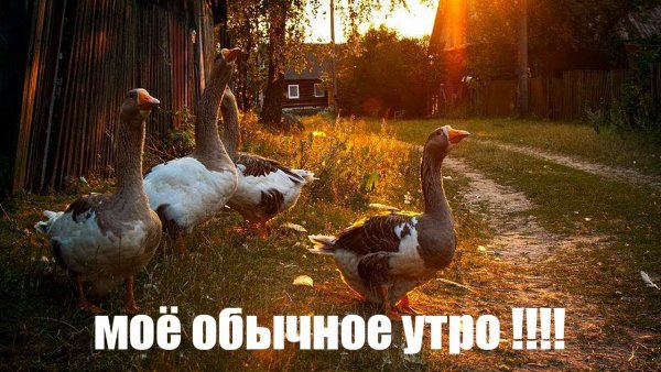Обычное утро