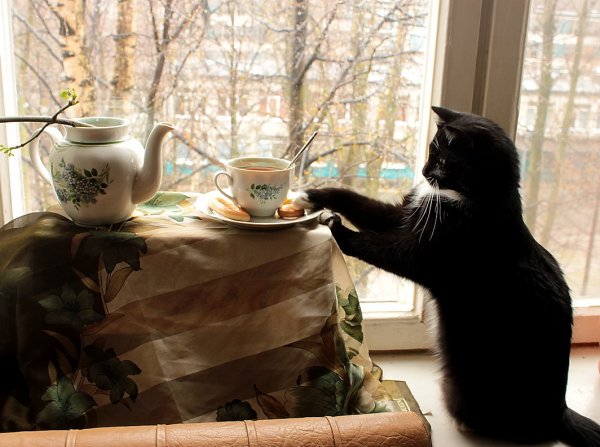 Уютное утро с котом