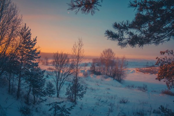 Рассвет в лесу