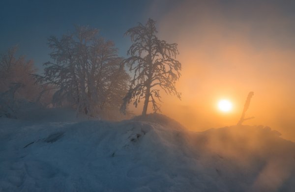 Якутия Оймякон лес
