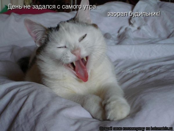 Утро не задалось