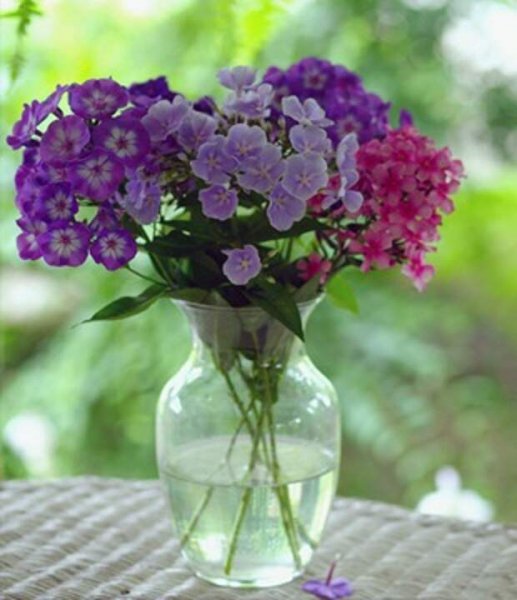 Флоксы букет