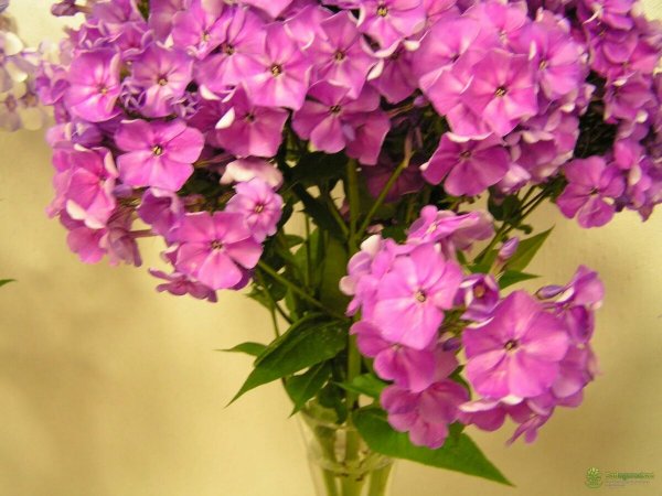Флокс метельчатый Феникс