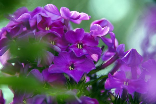 Фотообои Флоксы