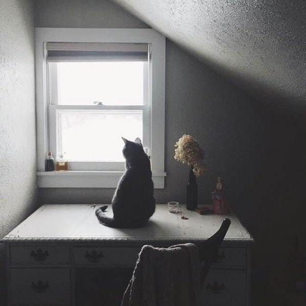Кот на окне