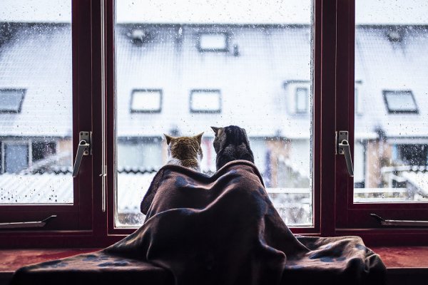Поле Эстетика туман