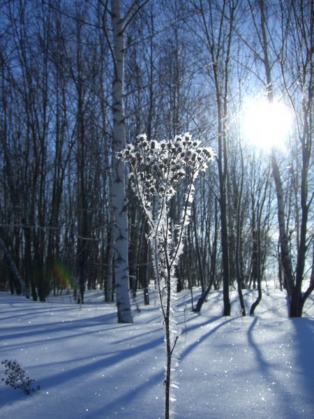Фото Хрустального утра..