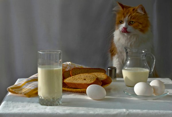 Котик с молоком