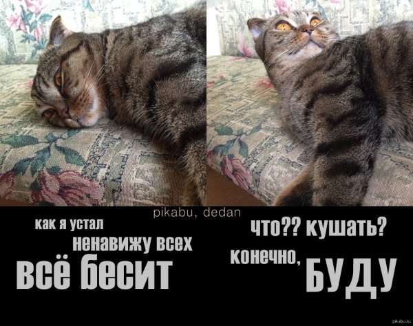 Смешные картинки когда все раздражает