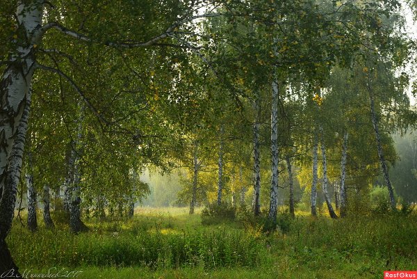 Солнечная Березовая роща