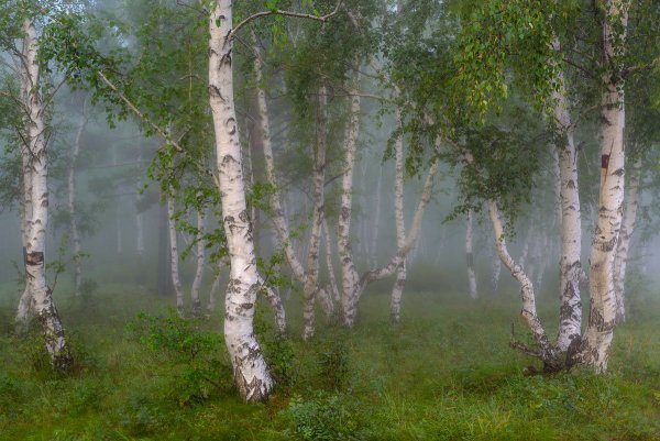 Березовая роща в тумане