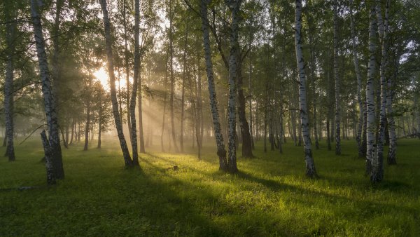 Природа Лесная Поляна Берёзовая роща
