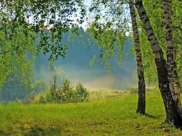 Есенинская Русь три березы