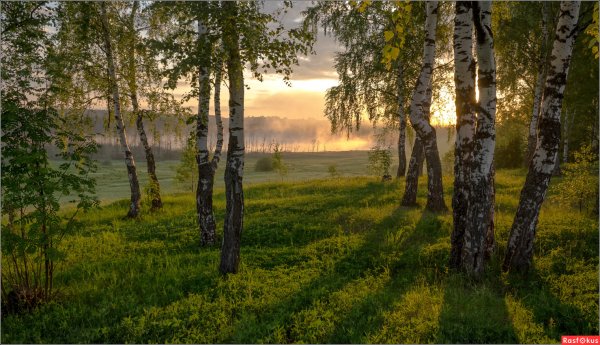 За тихой рекою в березовой роще