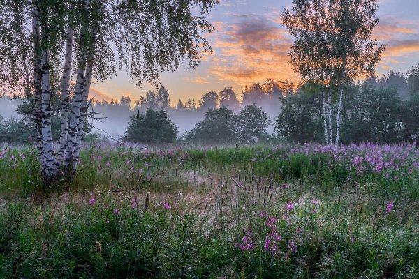 Рассвет в лесу летом