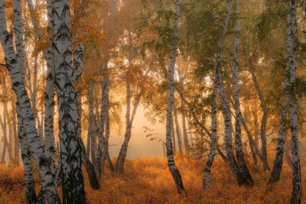 Березы Южного Урала